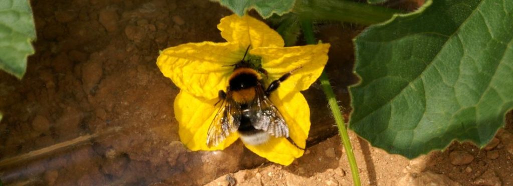 花粉を運ぶミツバチ