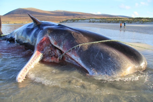 消化のできないプラスチックごみを大量に飲み込んだクジラが餓死