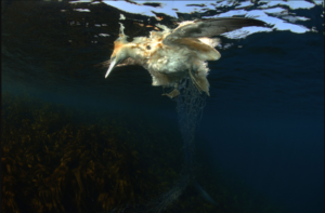 漁網に絡まり溺死したシロカツオドリ