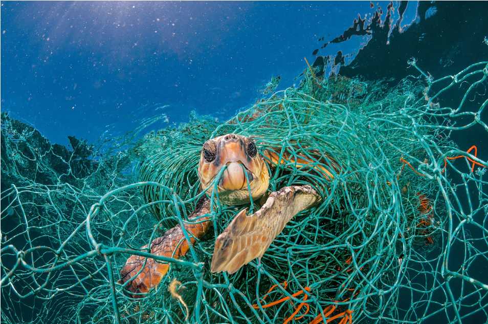 捨てられたプラスチックの漁網がからまったウミガメ